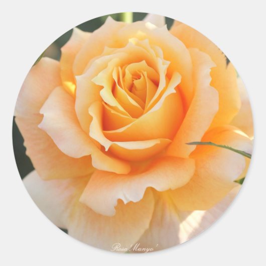 Rosa‘Manyo’（万葉） Ronde Sticker (Voorkant)