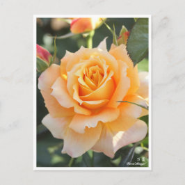 Rosa"Manyo"(万 葉) Briefkaart