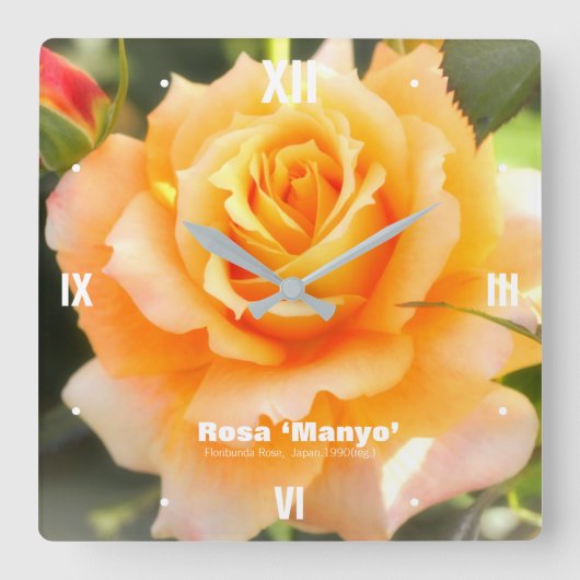 Rosa ‘Manyo’:Acrylic Wall Clock Vierkante Klok (Voorkant)