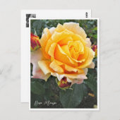 Rosa Manyo Briefkaart (Voorkant / Achterkant)