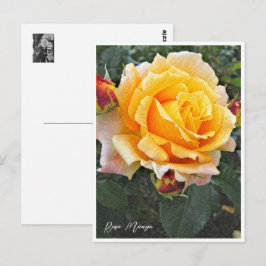 Rosa Manyo Briefkaart
