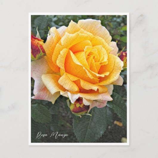 Rosa Manyo Briefkaart (Voorkant)