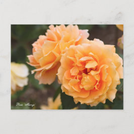 Rosa "Manyo" (Briefkaart) ポ カ ー ド Briefkaart