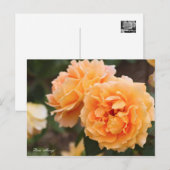 Rosa "Manyo" (Briefkaart) ポ カ ー ド Briefkaart (Voorkant / Achterkant)