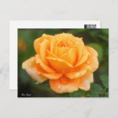 Rosa "Manyo":Briefkaart Briefkaart (Voorkant / Achterkant)