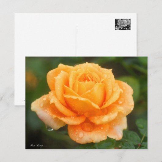 Rosa "Manyo":Briefkaart Briefkaart (Voorkant / Achterkant)