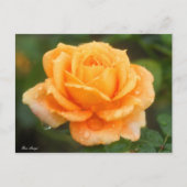 Rosa "Manyo":Briefkaart Briefkaart (Voorkant)