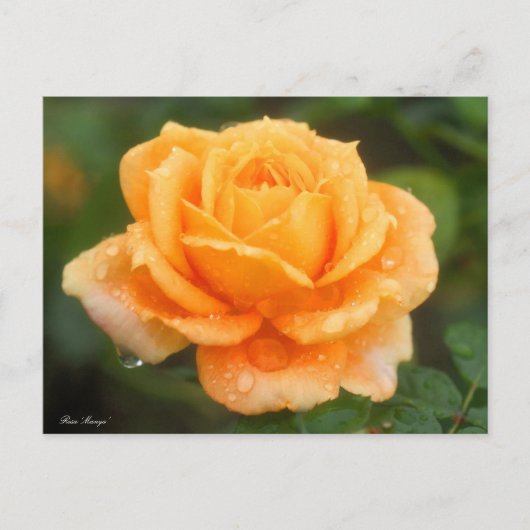 Rosa "Manyo":Briefkaart Briefkaart (Voorkant)