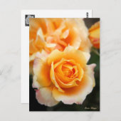 Rosa "Manyo":Briefkaart Briefkaart (Voorkant / Achterkant)