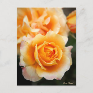 Rosa "Manyo":Briefkaart Briefkaart