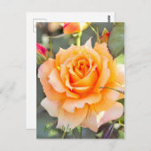 Rosa "Manyo" (Briefkaart) Briefkaart (Voorkant / Achterkant)