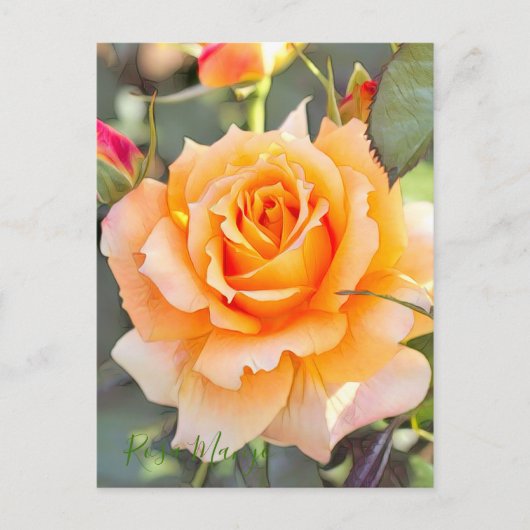 Rosa "Manyo" (Briefkaart) Briefkaart (Voorkant)