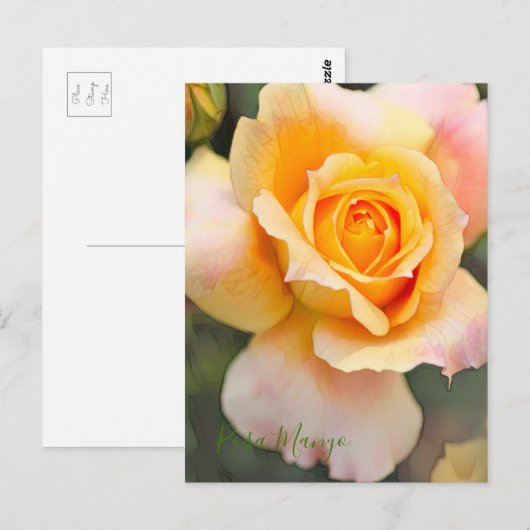 Rosa "Manyo" (Briefkaart) Briefkaart (Voorkant / Achterkant)