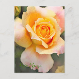 Rosa "Manyo" (Briefkaart) Briefkaart