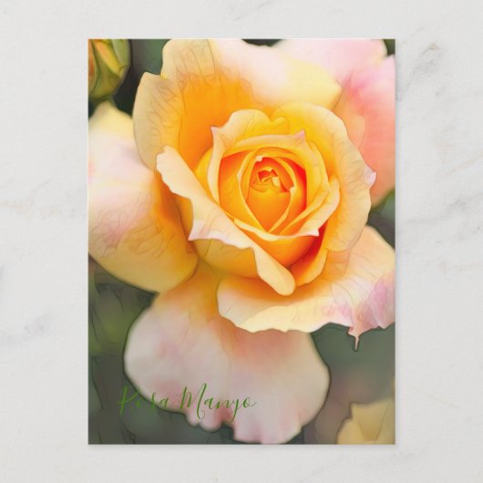 Rosa "Manyo" (Briefkaart) Briefkaart (Voorkant)