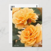 Rosa "Manyo":Briefkaart Briefkaart (Voorkant / Achterkant)