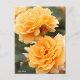 Rosa "Manyo":Briefkaart Briefkaart