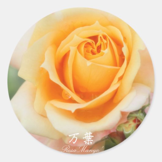 Rosa‘Manyo’ Ronde Sticker (Voorkant)