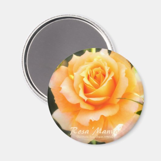 Rosa ‘Manyo’：Round Magnet (Voorkant / Achterkant)