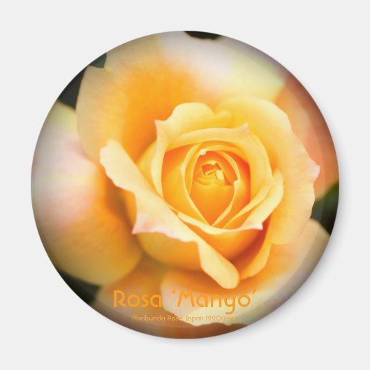 Rosa ‘Manyo’:Round Magnet (Voorkant)