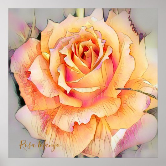 Rosa 'Manyo' [Waarde Poster Papier] (Voorkant)