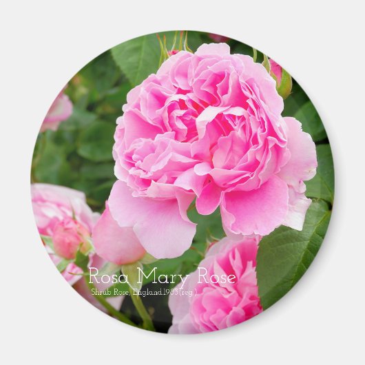 Rosa Mary Roos [Round Magnet] Magneet (Voorkant)
