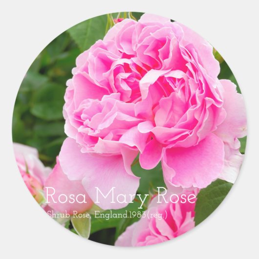 Rosa Mary Rose [Round Seal] Ronde Sticker (Voorkant)