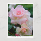 Rosa Matilda Briefkaart (Voorkant)