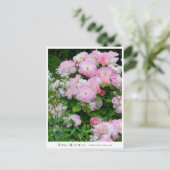 Rosa Matilda Briefkaart (Staand voorkant)