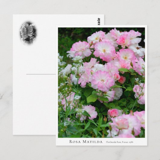 Rosa Matilda Briefkaart (Voorkant / Achterkant)