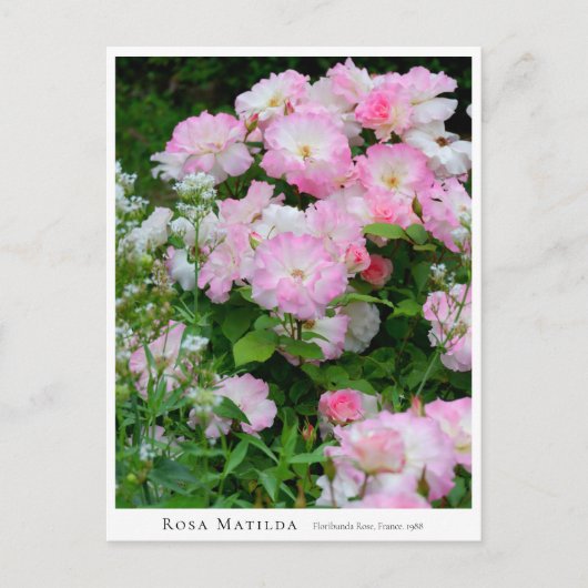 Rosa Matilda Briefkaart (Voorkant)