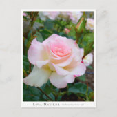 Rosa Matilda Briefkaart (Voorkant)
