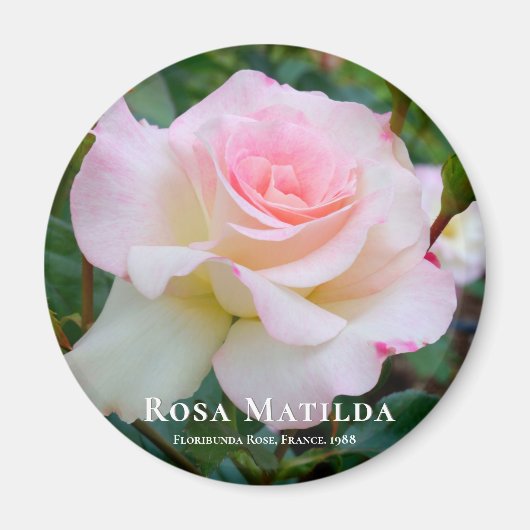 Rosa Matilda Magneet (Voorkant)
