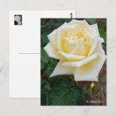 Rosa McGredy's Yellow [Postcard] Briefkaart (Voorkant / Achterkant)