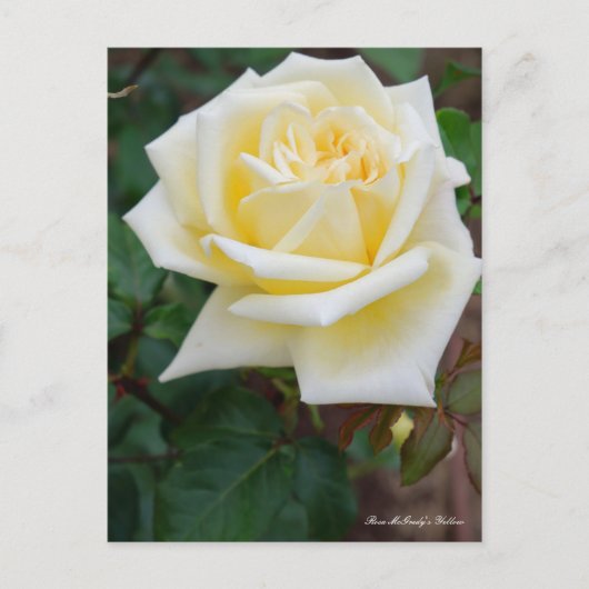 Rosa McGredy's Yellow [Postcard] Briefkaart (Voorkant)