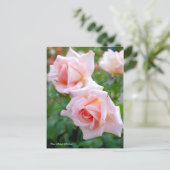 Rosa Michele Meilland (Briefkaart) Briefkaart (Staand voorkant)