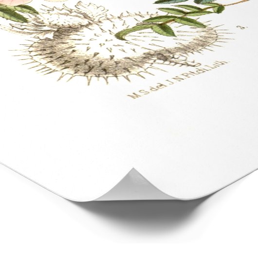 Rosa microphylla poster (Hoek)