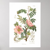 Rosa microphylla poster (Voorkant)