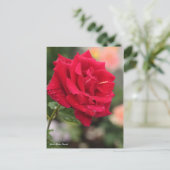 Rosa Mister Lincoln Briefkaart (Staand voorkant)