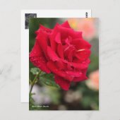 Rosa Mister Lincoln Briefkaart (Voorkant / Achterkant)