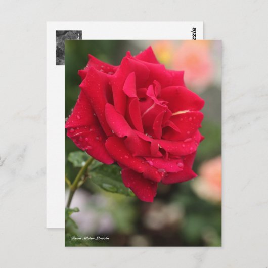 Rosa Mister Lincoln Briefkaart (Voorkant / Achterkant)