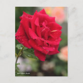 Rosa Mister Lincoln Briefkaart (Voorkant)