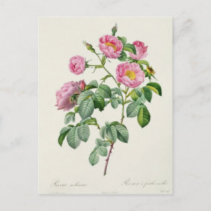 Rosa Mollissima uit 'Les Rozen' Briefkaart