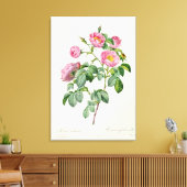 Rosa Mollissima uit 'Les Rozen' Canvas Afdruk (Insitu (Woonkamer))