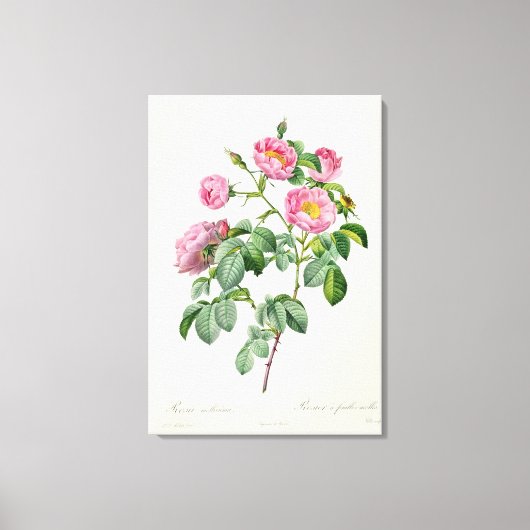 Rosa Mollissima uit 'Les Rozen' Canvas Afdruk (Voorkant)