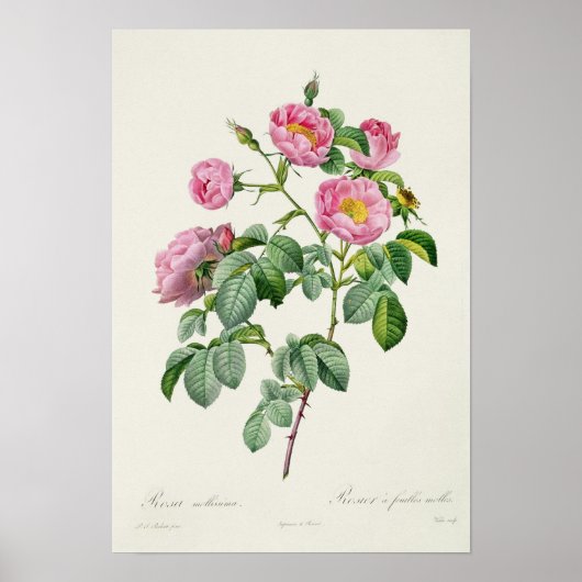 Rosa Mollissima uit 'Les Rozen' Poster (Voorkant)
