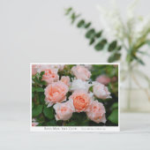 Rosa Mrs. Iris Clow Briefkaart (Staand voorkant)