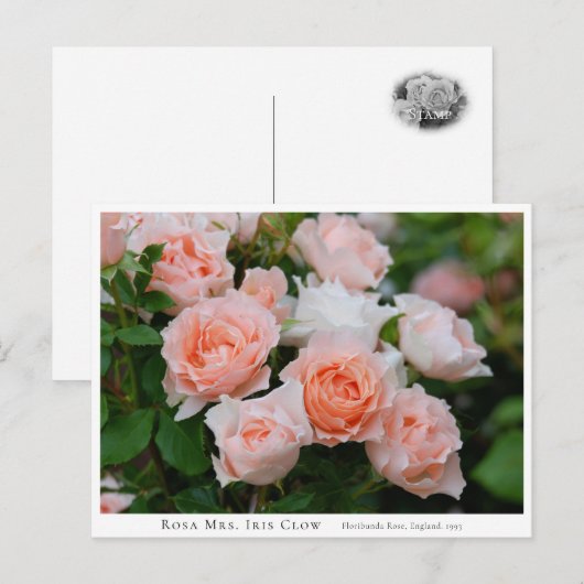 Rosa Mrs. Iris Clow Briefkaart (Voorkant / Achterkant)