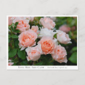 Rosa Mrs. Iris Clow Briefkaart (Voorkant)