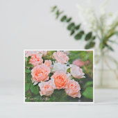 Rosa Mrs. Iris Clow Briefkaart (Staand voorkant)